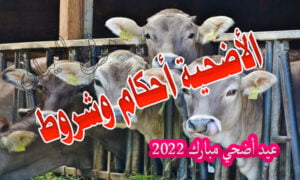 الأضحية أحكام وشروط وعيد أضحي مبارك 2022