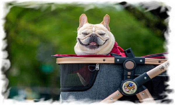 السفر بالحيوانات الأليفة