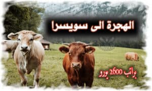 الهجرة الى سويسرا براتب 2600 يورو بدون شروط بدون دفع الضرائب