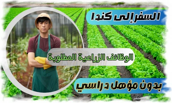 السفر إلى كندا بدون مؤهل دراسي: كيف تتقدم خطوة بخطوة من أجل الهجرة إلى كندا