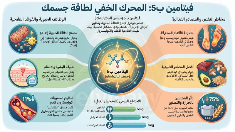 فيتامين ب5 حمض البانتوثينيك‎ (Vitamin B5): ‎فوائده، أعراض نقصه، وأضرار زيادته