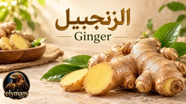 الزنجبيل (Ginger): الفوائد المحتملة وطريقة الاستخدام والأضرار والتداخلات الدوائية