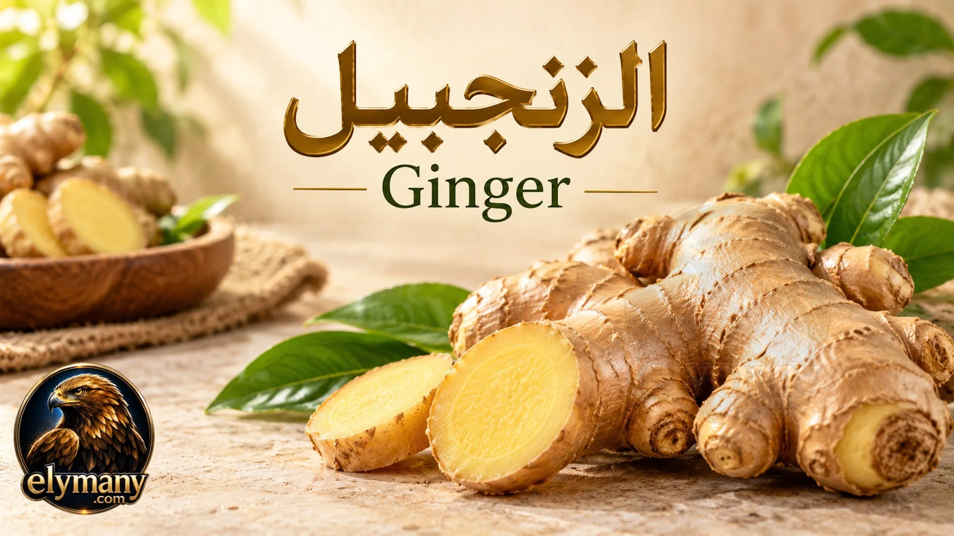الزنجبيل (Ginger): الفوائد المحتملة وطريقة الاستخدام والأضرار والتداخلات الدوائية